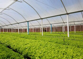 Campo Ouro Verde passa a fornecer hortaliças para mais quatro lojas dos Supermercados Pinheiro