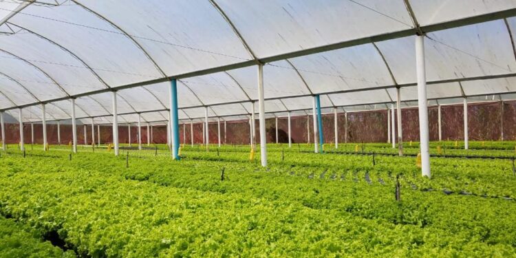 Campo Ouro Verde passa a fornecer hortaliças para mais quatro lojas dos Supermercados Pinheiro