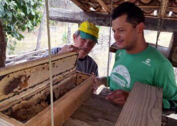 Meliponicultura agora é uma atividade agropecuária legalizada