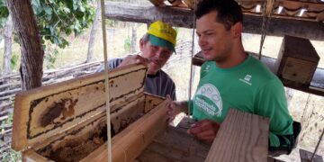 Meliponicultura agora é uma atividade agropecuária legalizada