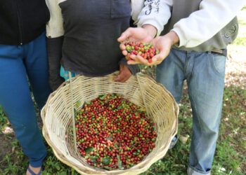RioMar Kennedy recebe Feira de Orgânicos com produtos de pequenos agricultores cearenses
