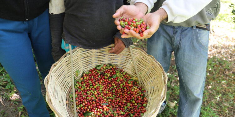 RioMar Kennedy recebe Feira de Orgânicos com produtos de pequenos agricultores cearenses