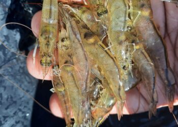 I Encontro de Produtores de Camarão do Ceará” tem foco no crescimento do setor no Estado