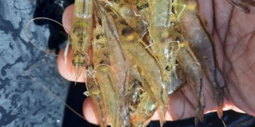 I Encontro de Produtores de Camarão do Ceará” tem foco no crescimento do setor no Estado