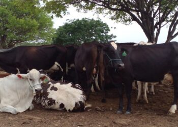 Instituto Luiz Girão estende projeto de financiamento de novilhas pelo segundo ano