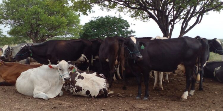 Instituto Luiz Girão estende projeto de financiamento de novilhas pelo segundo ano
