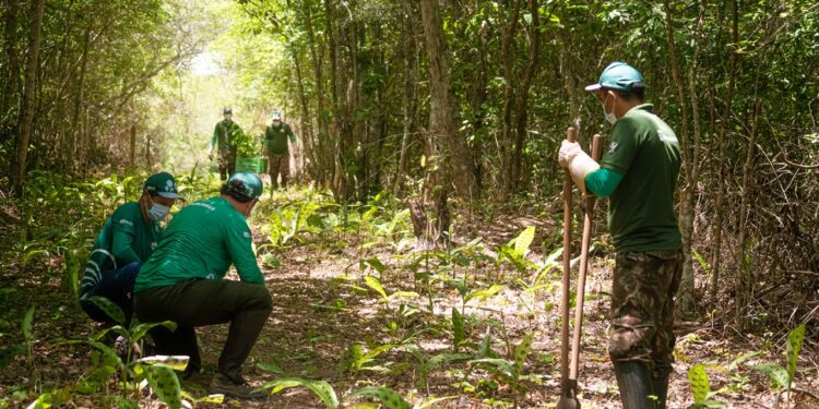 No Clima da Caatinga: projeto realiza plantio de 5.000 mudas na Reserva Natural Serra das Almas