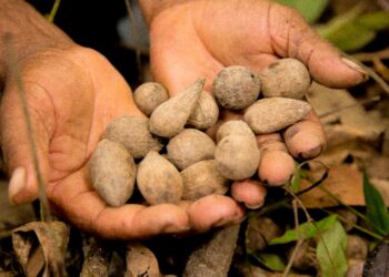 Denise Hills, da Natura, é escolhida a SDG Pioneer Brasil-2022, reconhecimento do Pacto Global da ONU a pioneiros em prol dos ODS