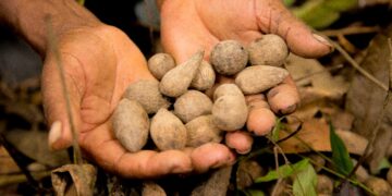 Denise Hills, da Natura, é escolhida a SDG Pioneer Brasil-2022, reconhecimento do Pacto Global da ONU a pioneiros em prol dos ODS