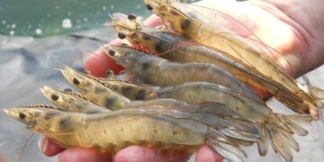 Ceará lidera ranking nacional de volume e exportação de pescado nos primeiros meses de 2022