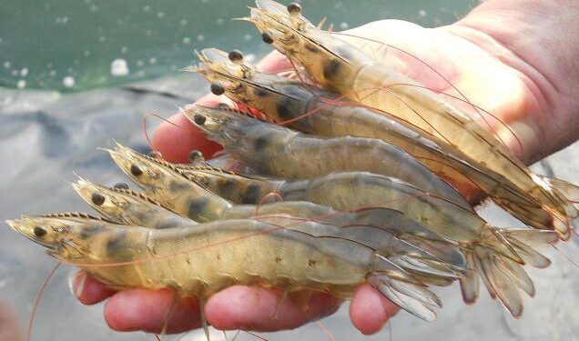 Ceará lidera ranking nacional de volume e exportação de pescado nos primeiros meses de 2022