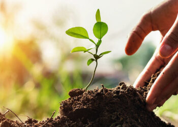 Mais verde: Festa Anual da Árvore valoriza conceitos sustentáveis em Fortaleza