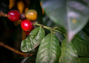 Primeiro Centro de Referência do Café de Sombra do Ceará será inaugurado nesta quinta-feira (14), em Baturité