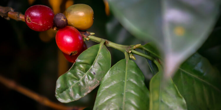 Primeiro Centro de Referência do Café de Sombra do Ceará será inaugurado nesta quinta-feira (14), em Baturité