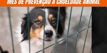 ABRIL LARANJA: CRMV-CE REFORÇA PREVENÇÃO À CRUELDADE ANIMAL
