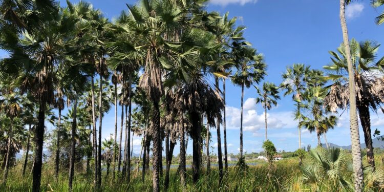 Durametal é a nova parceira da Associação Caatinga no projeto de restauração da Fazenda Raposa, em Maracanaú