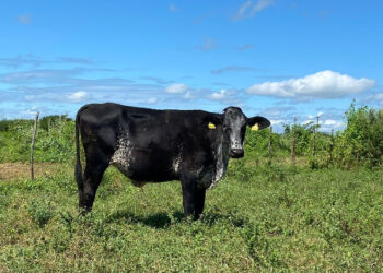 INSTITUTO LUIZ GIRÃO PROMOVE FEIRÃO DE GADO LEITEIRO EM PARCERIA COM FAZENDA FLOR DA SERRA E BETÂNIA LÁCTEOS