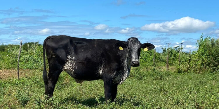 INSTITUTO LUIZ GIRÃO PROMOVE FEIRÃO DE GADO LEITEIRO EM PARCERIA COM FAZENDA FLOR DA SERRA E BETÂNIA LÁCTEOS