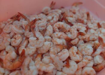 Produtores cearenses estão organizando o I Festival de Camarão em Fortaleza-CE