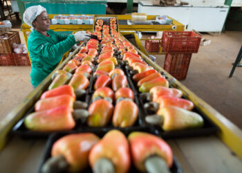 Faec irá liderar retomada da cadeia produtiva do caju no Ceará