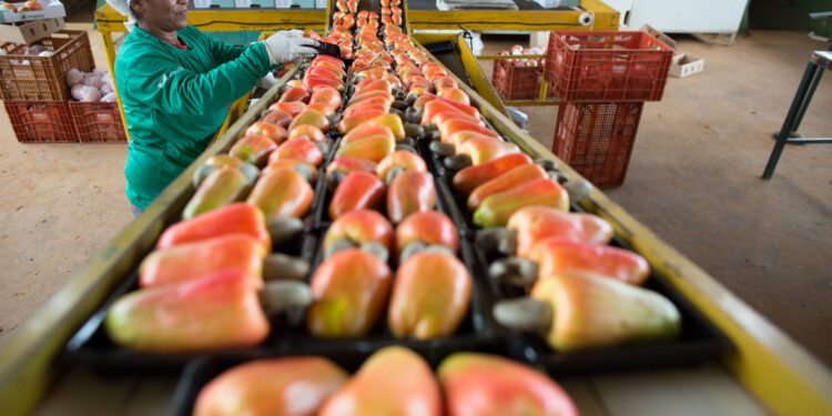 Faec irá liderar retomada da cadeia produtiva do caju no Ceará