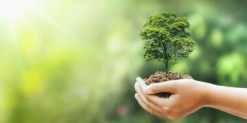 MRV celebra o Dia da Árvore com mais de 2 milhões de mudas plantadas desde 2010