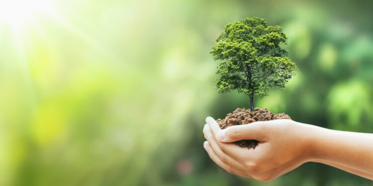 MRV celebra o Dia da Árvore com mais de 2 milhões de mudas plantadas desde 2010