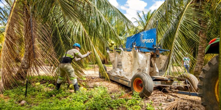 PepsiCo inicia cultivo de cacau em consórcio com coco-verde para auxiliar produtores familiares do Nordeste