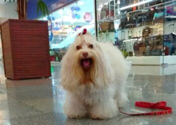 Shopping Benfica recebe selo Pet Friendly, da Prefeitura de Fortaleza