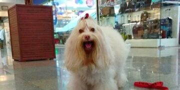 Shopping Benfica recebe selo Pet Friendly, da Prefeitura de Fortaleza