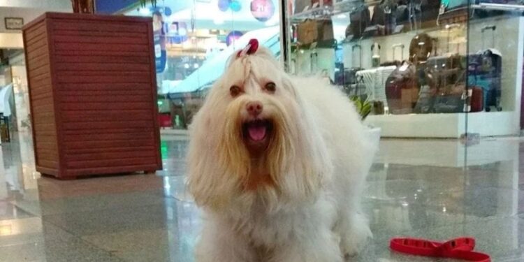 Shopping Benfica recebe selo Pet Friendly, da Prefeitura de Fortaleza