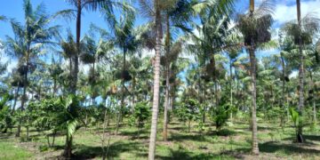 Fazenda cearense realiza estudos para cultivo de açaí em Paracuru