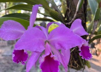 Exposição “Orquídeas e Bromélias da Primavera” é realizada na Casa José de Alencar, de 28 a 30 de outubro