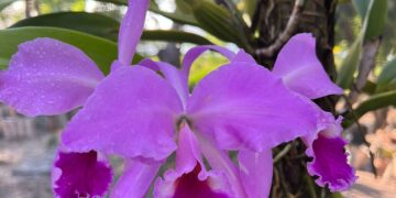 Exposição “Orquídeas e Bromélias da Primavera” é realizada na Casa José de Alencar, de 28 a 30 de outubro