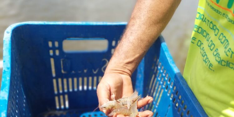 Ceará registra maior volume de produção de camarão no país pelo sexto ano consecutivo, segundo a Associação Brasileira de Criadores de Camarão