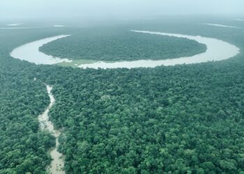 Programa Natura Carbono Neutro completa 15 anos gerando retorno social de R$ 32 para cada R$1 investido 