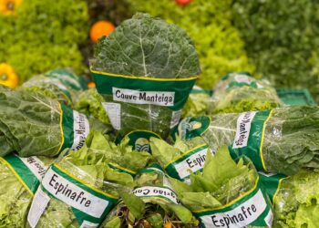 Campo Ouro Verde registra aumento de mais de 40% nas vendas de folhagens e projeta 2023