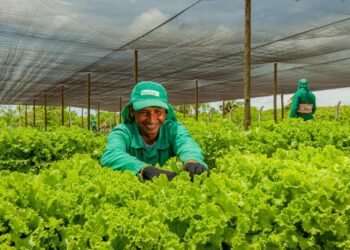 Ecofor cultiva e distribui hortaliças para comunidade de forma gratuita
