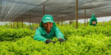 Ecofor cultiva e distribui hortaliças para comunidade de forma gratuita