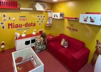 RioMar Fortaleza recebe feira “Miau-dota” que promove adoção responsável de gatos 