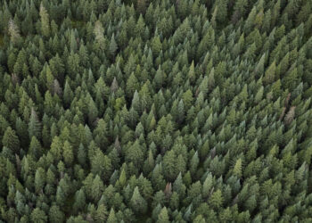 Dia da Árvore: veja como a Herbalife contribui em salvar mil árvores por ano 