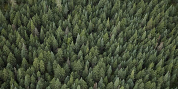 Dia da Árvore: veja como a Herbalife contribui em salvar mil árvores por ano 