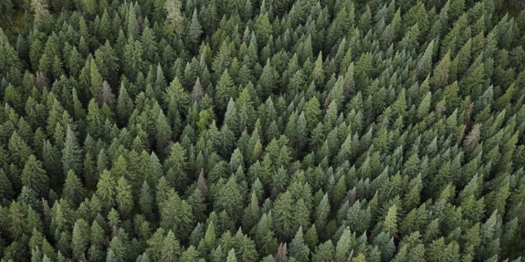 Dia da Árvore: veja como a Herbalife contribui em salvar mil árvores por ano 