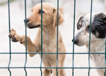 Terrazo Shopping e ONG Abrace promovem feira de adoção de animais