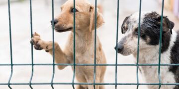 Terrazo Shopping e ONG Abrace promovem feira de adoção de animais