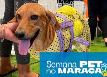 North Shopping Maracanaú celebra o Dia Nacional dos Animais com uma semana especial