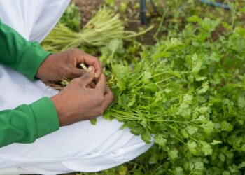 Campo Ouro Verde explica os benefícios de incluir o coentro na alimentação