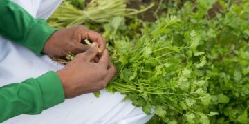Campo Ouro Verde explica os benefícios de incluir o coentro na alimentação