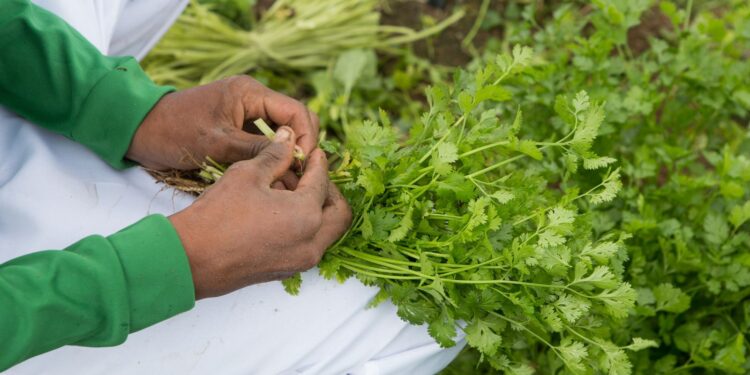 Campo Ouro Verde explica os benefícios de incluir o coentro na alimentação