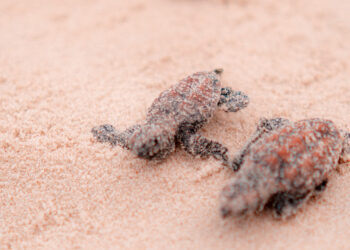 Beach Park registra nascimento de 312 tartarugas-de-pente